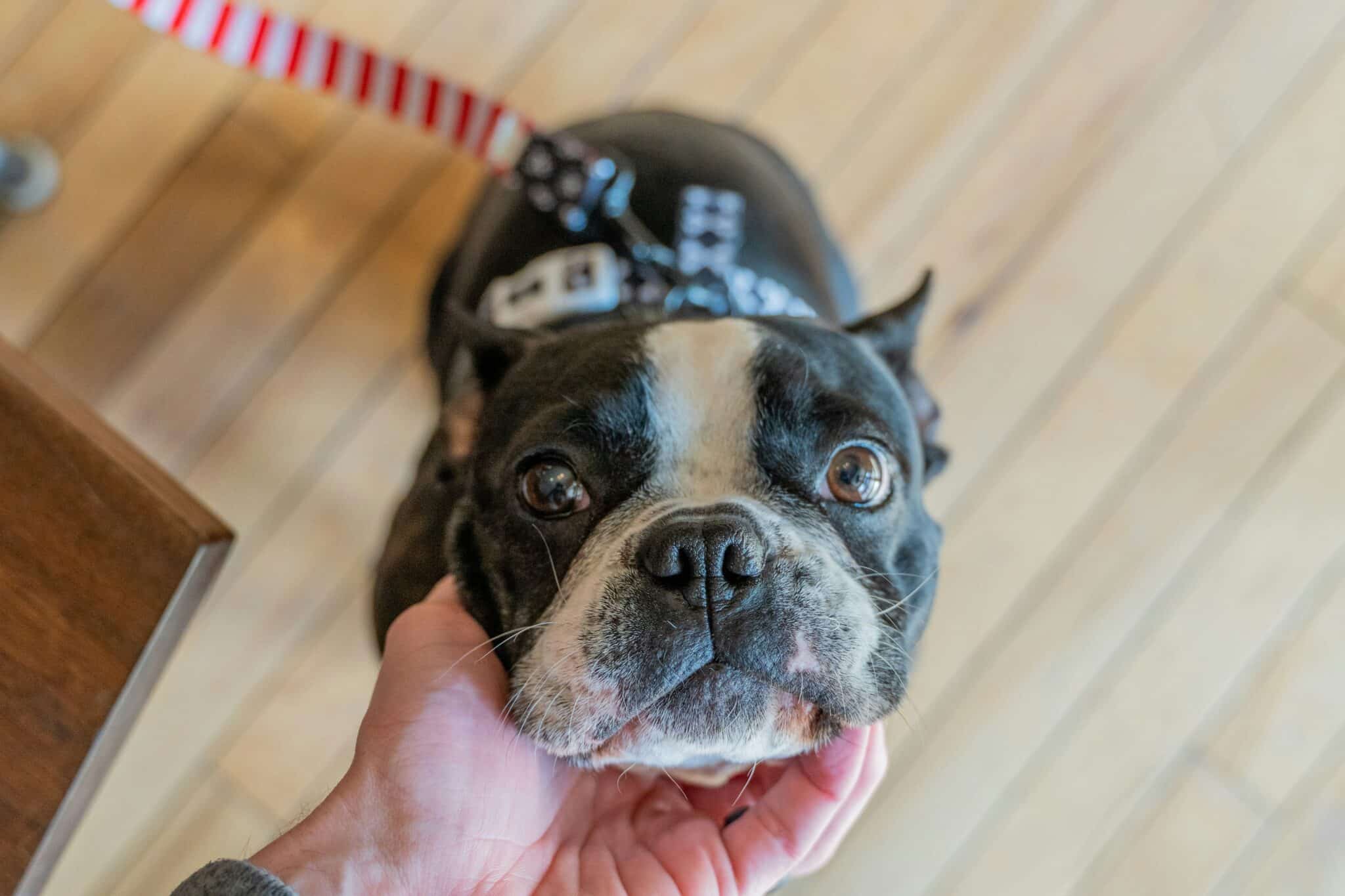 When Does a Boston Terrier Reach Old Age?