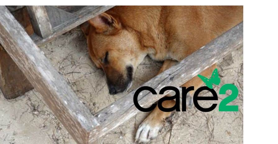 A dog died in the care of this animal keeper