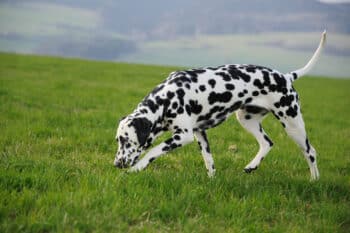 PetWireDaily — Crystals in Dog Urine: Causes, Symptoms, and Treatment (2026 Vet Guide)