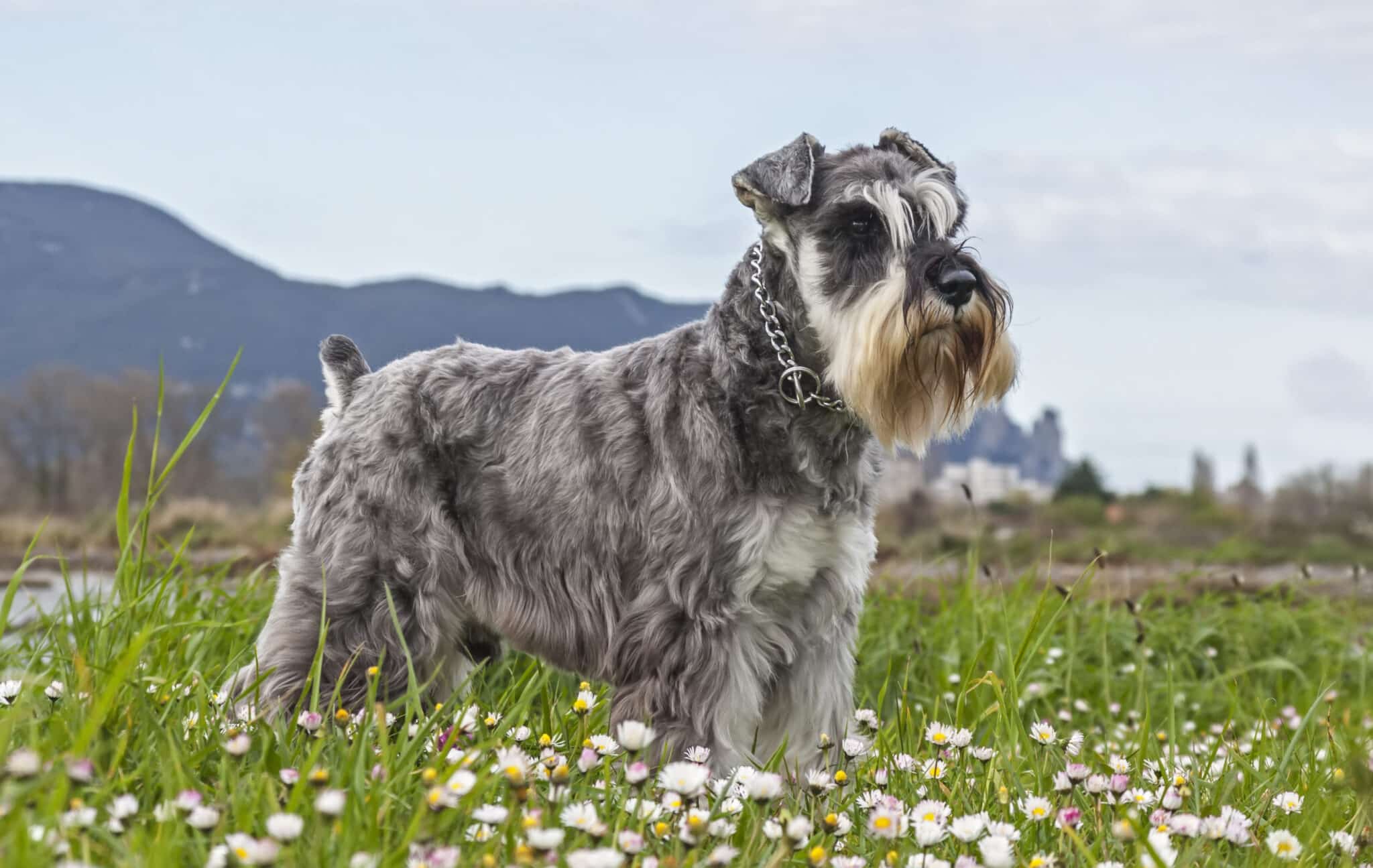 Miniature Schnauzer with a dramatic beard and bushy eyebrows that resemble a tiny werewolf.