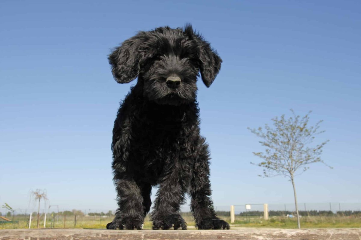 Portuguese Water Dog showing lively confidence and adventurous outdoor enthusiasm.