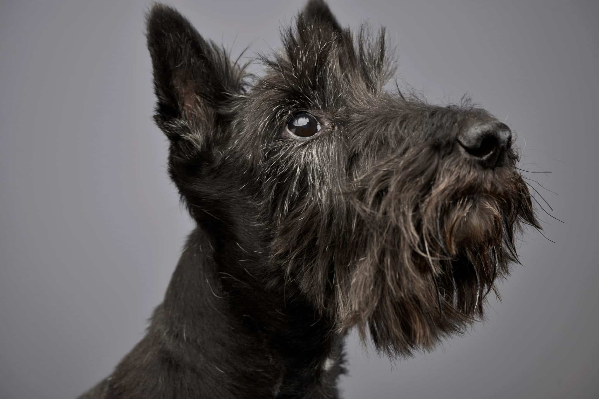 Scottish Terrier with a rugged beard and bold expression that resembles a tiny werewolf.