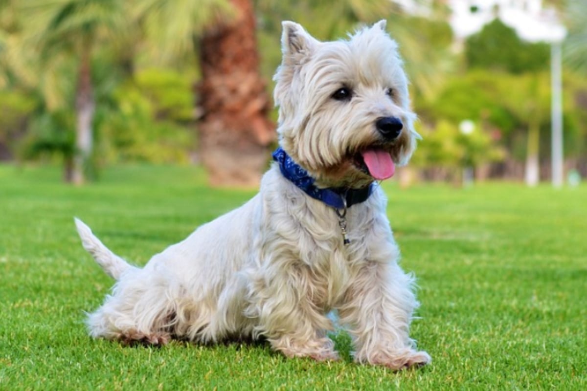 The 10 Best Dog Breeds For Small Yards