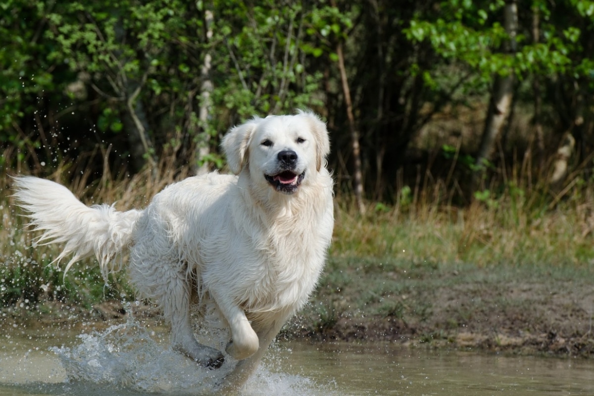 12 Most Adventurous Dog Breeds