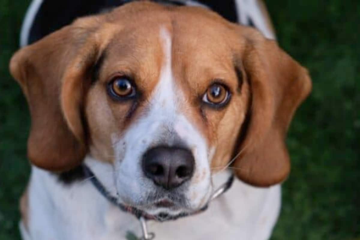 7 Dog Breeds With The Most Innocent Expressions