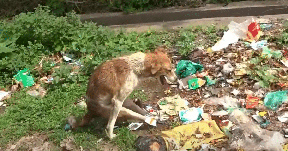 Terrified Paralyzed Dog Found in Trash with Back Legs Tied Together