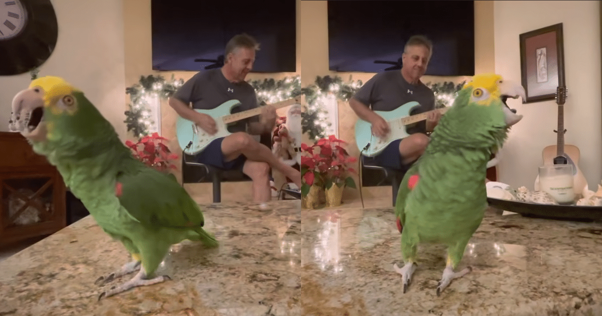 Bird Goes Mega-Viral After Rocking Out To His ‘Favorite’ Song