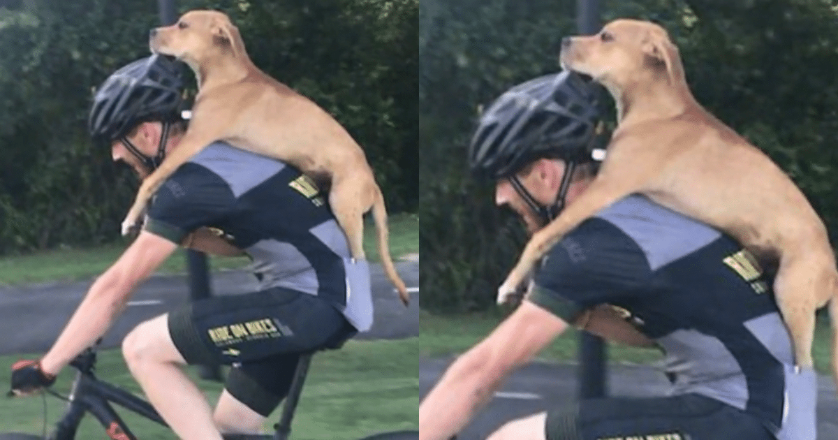 Cyclist’s Journey ‘Interrupted’ by Injured Dog Crawling Out of Woods