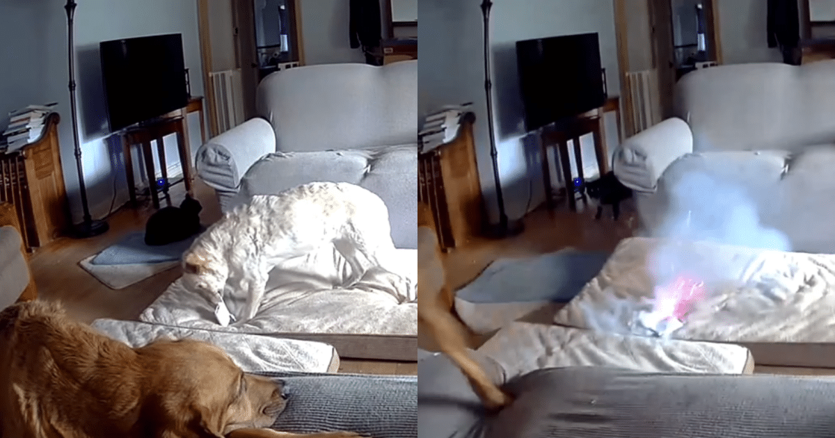 Fire Department Issues Warning After Dog Accidentally Sparks Huge Blaze