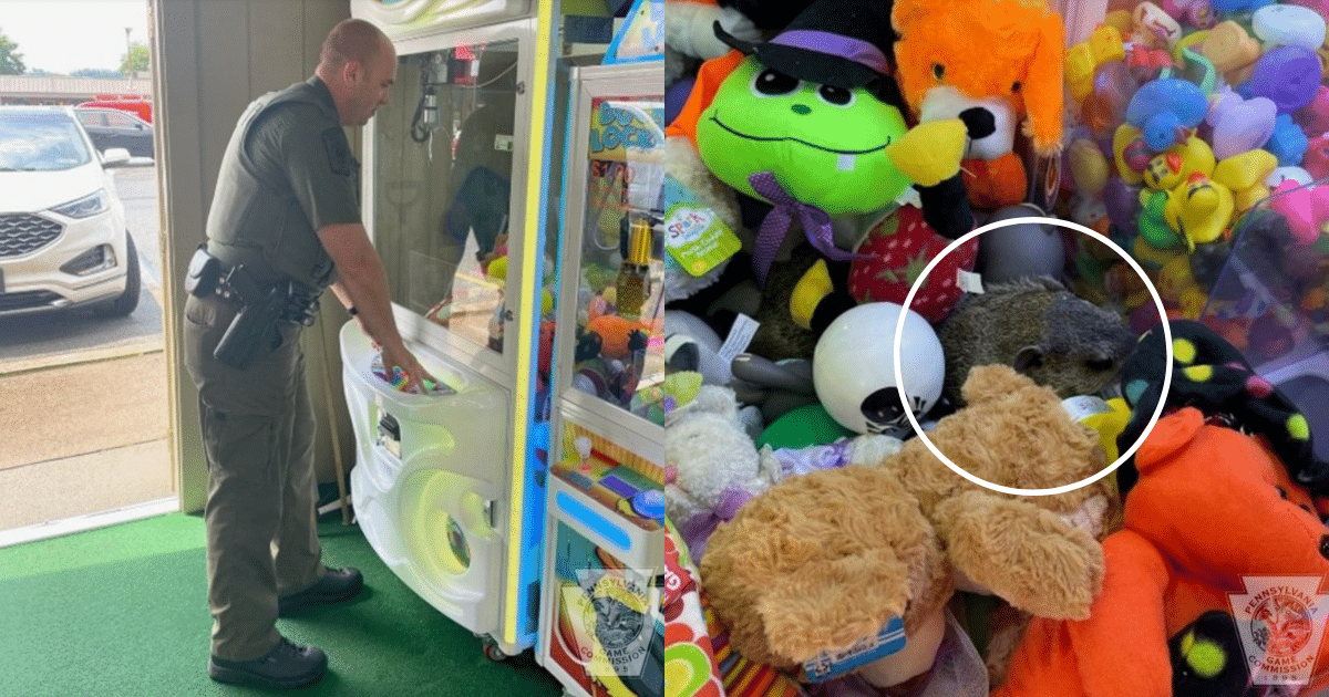 That’s Not A “Stuffed Animal”, Workers Find ‘Unexpected Prize’ In Claw Machine