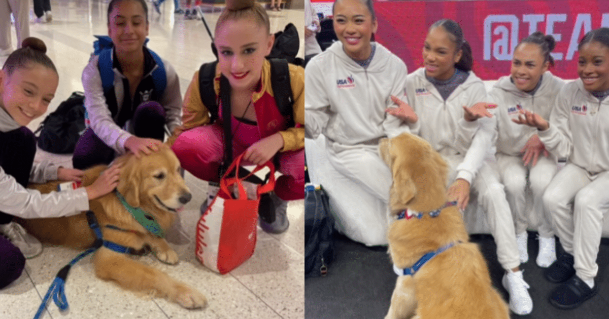 The Golden Retriever Who Brings Comfort and Joy to the U.S. Gymnastics Team