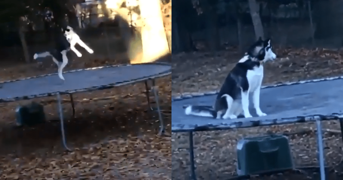 Man Catches Husky on Trampoline, Dog Acts Like Nothing Happened