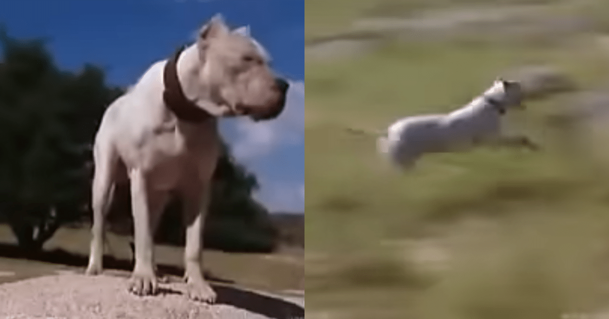 Brave Dog in Argentina Saves Little Girls from Wild Puma Attack