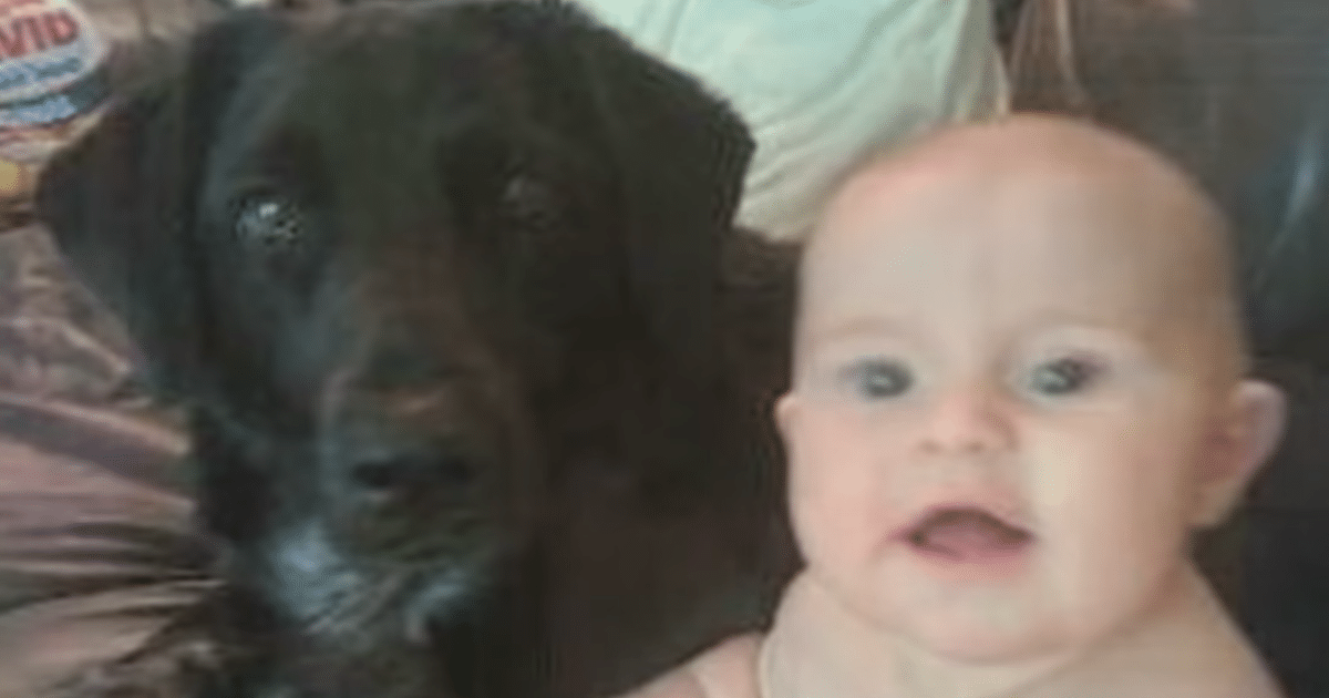 Dog ‘Alerts’ Parents to Abusive Babysitter When Baby Boy Couldn’t