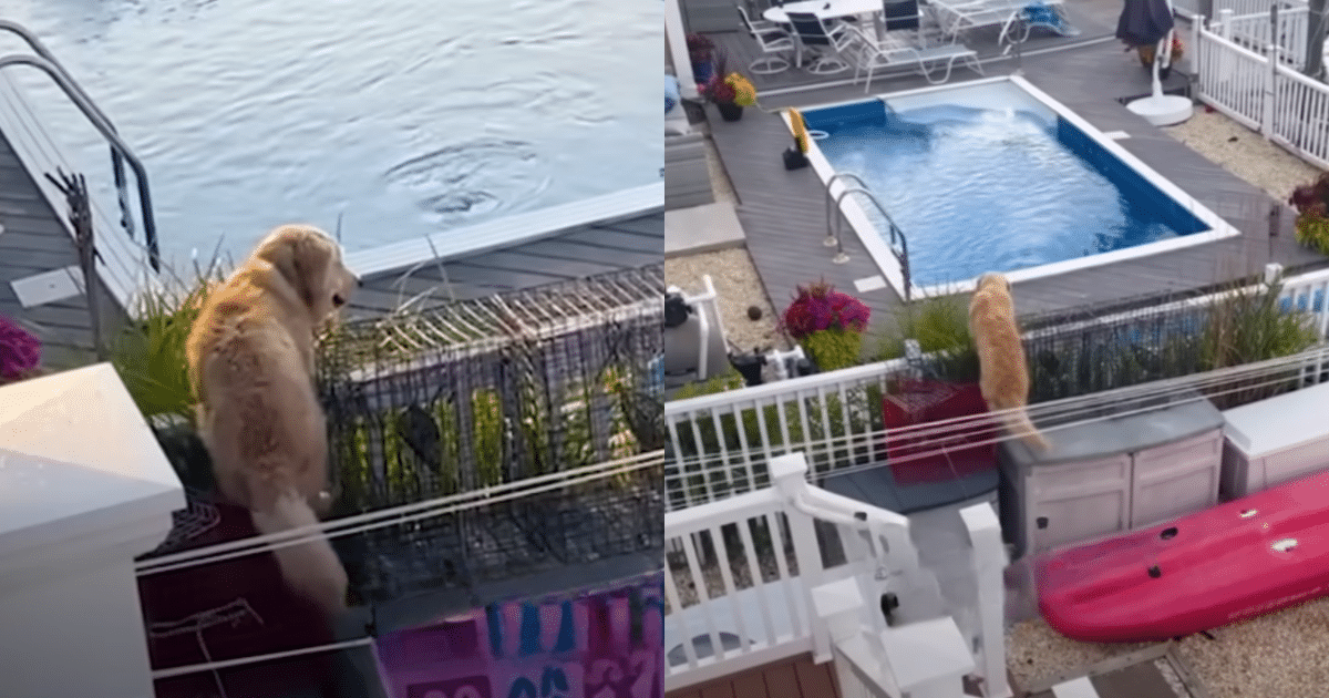 Golden Retriever’s ‘Sneaky’ Pool Visit at Neighbor’s House Becomes a Viral Hit