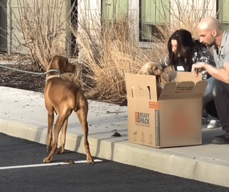 Abandoned Mama Dog Found Outside Shelter with Puppies Tied to Her ...