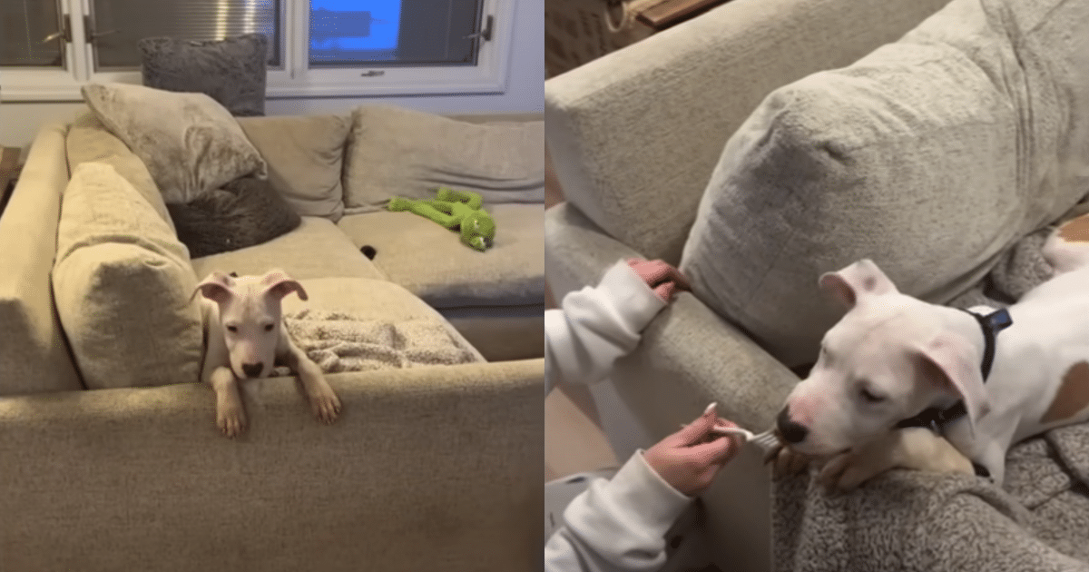 The Transformation of a Dog Named R2 After a Lifetime of Confinement