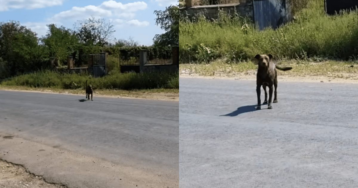 Faithful Stray Dog Patiently Waits Every Day in the Same Spot, Dreaming of a Loving Home and a New Beginning