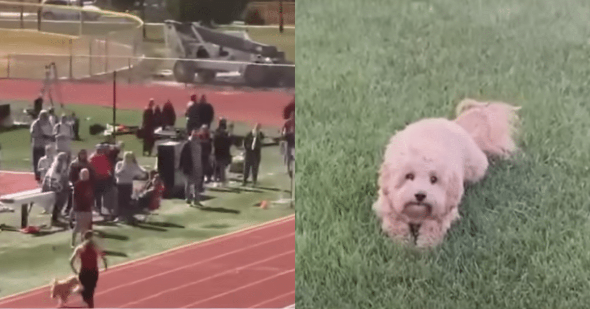 Dog Hilariously ‘Crashes’ High School Race and Steals the Win