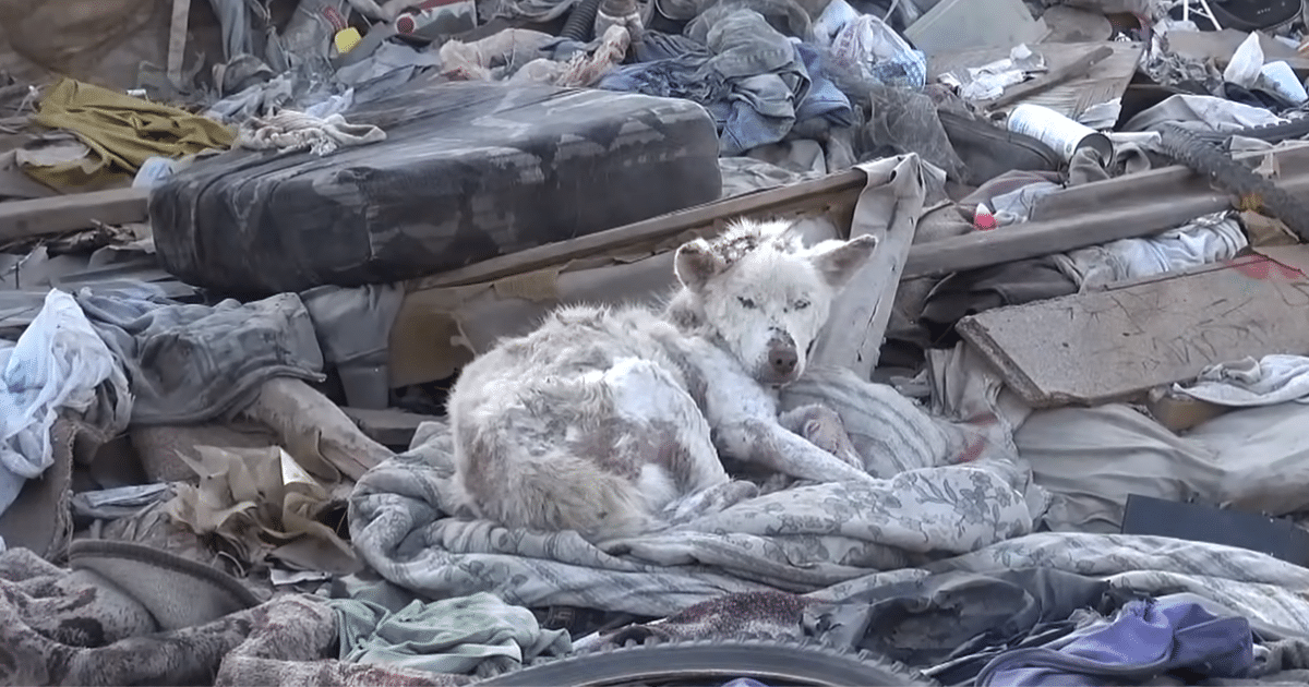 Rescued Dog from Trash Pile Becomes ‘Angel’ to Scared Pup, ‘Pays It Forward’