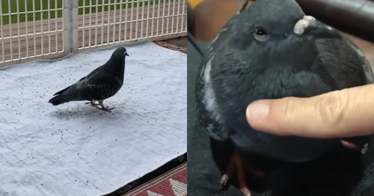 Grounded Pigeon Overcomes Adversity by Forming Unlikely Bonds and Becoming Part of a New Family