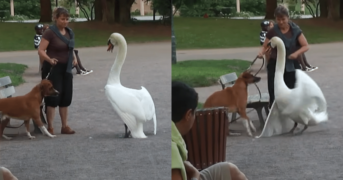 Swan Assertively Shows a Curious Dog Who’s Boss During a Stroll in the Park, Claiming His Reign as the Undisputed King