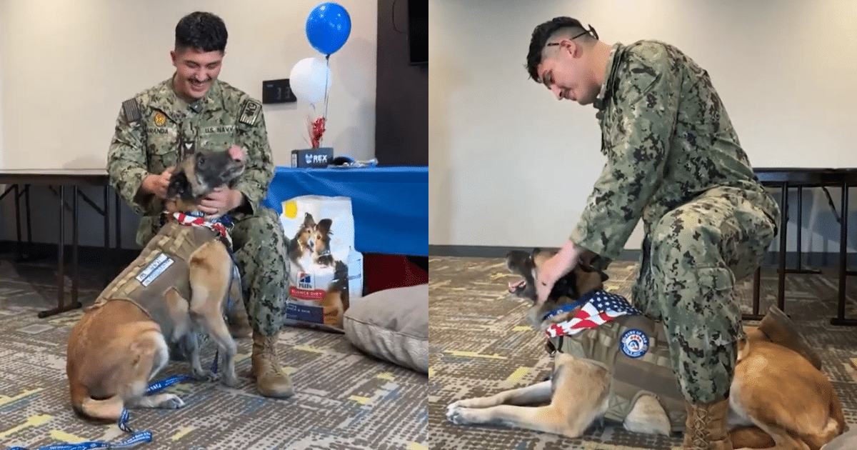 Military Dog Reunites with Former Miliary Trainer After Years Apart