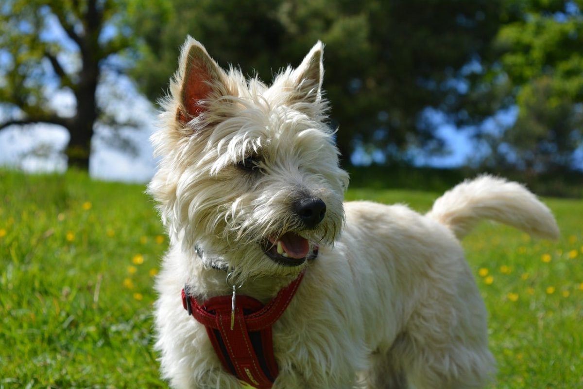 Cairn Terrier barking boldly with lively expression