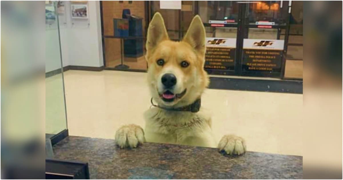 Dog Walks Into Police Station To Report Himself Missing