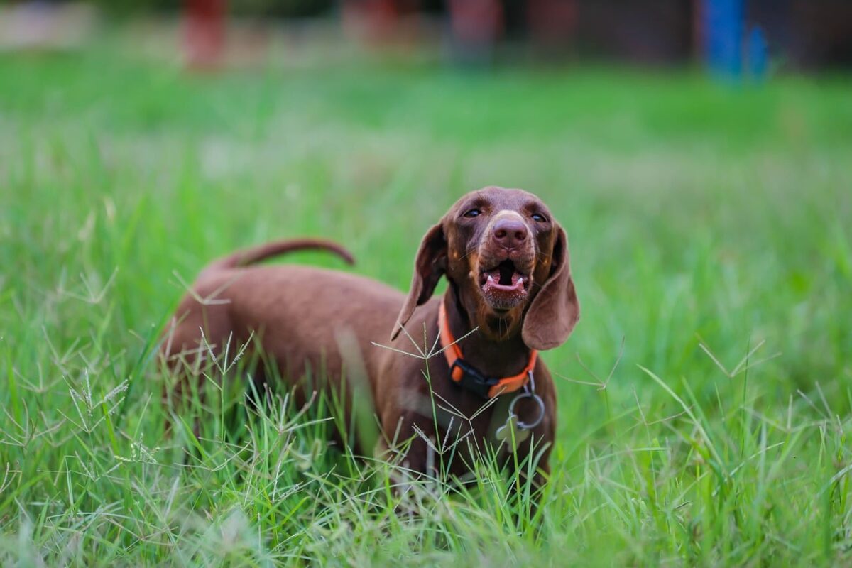 7 Dog Breeds With The Funniest Barks thumbnail