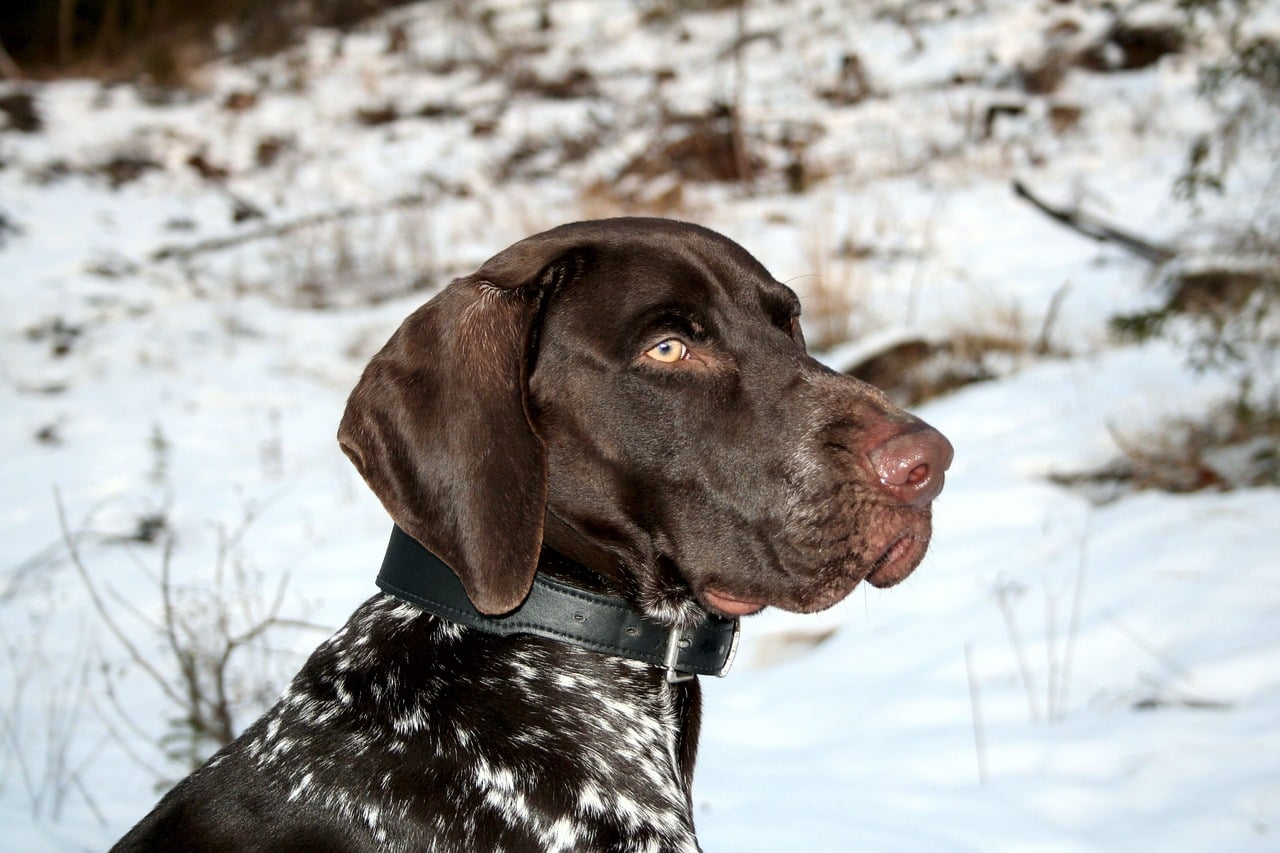 8 Best Dog Foods for German Shorthaired Pointers with NO Fillers