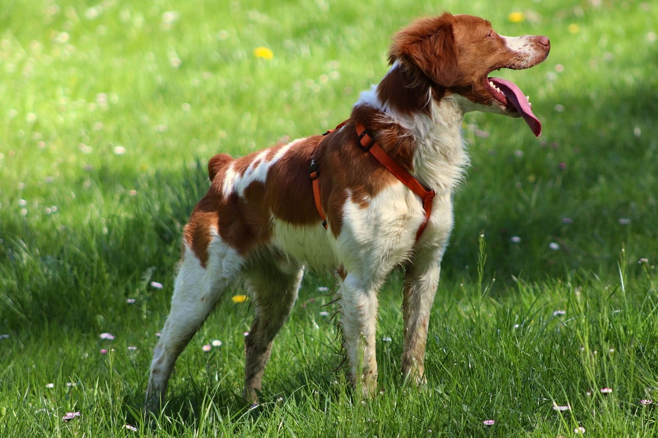 These Dog Breeds Never Outgrow Their Puppyhood