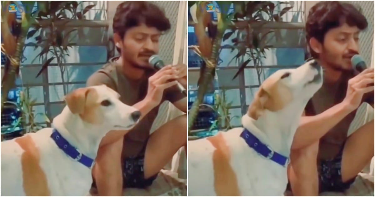 Abandoned Dog’s Soul Emerges When Man Begins To Sing