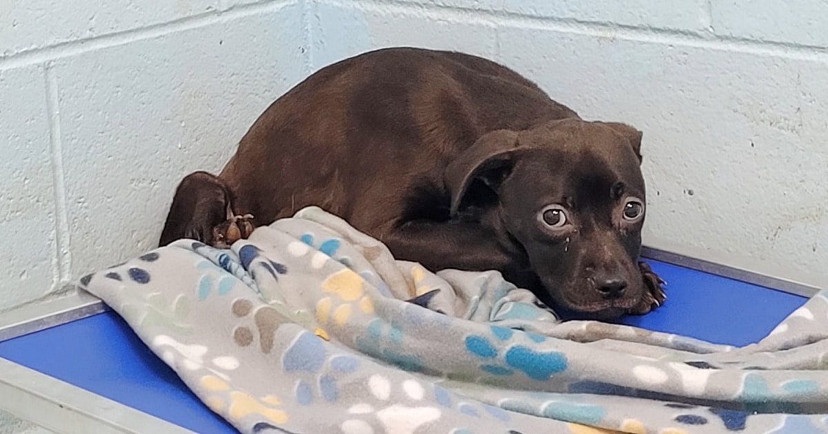 Shaking Shelter Pup Gets Ready to Reveal Her True Self