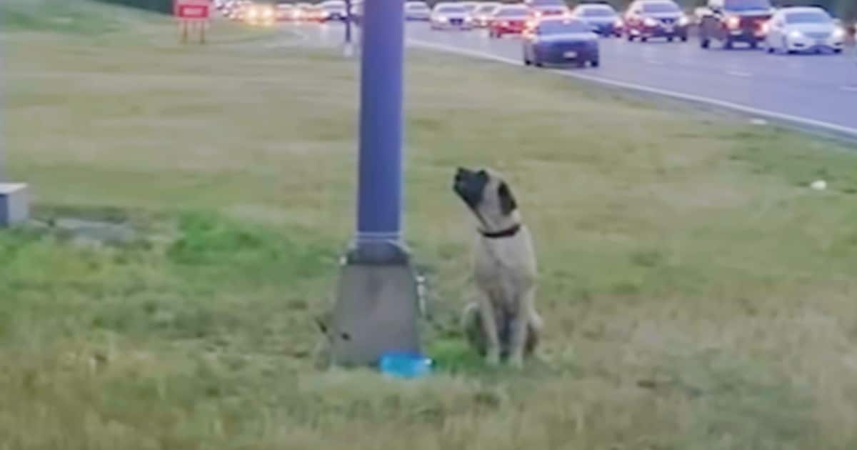 As The Sun Set, Dog Was Tethered To A Lamp Post With Note