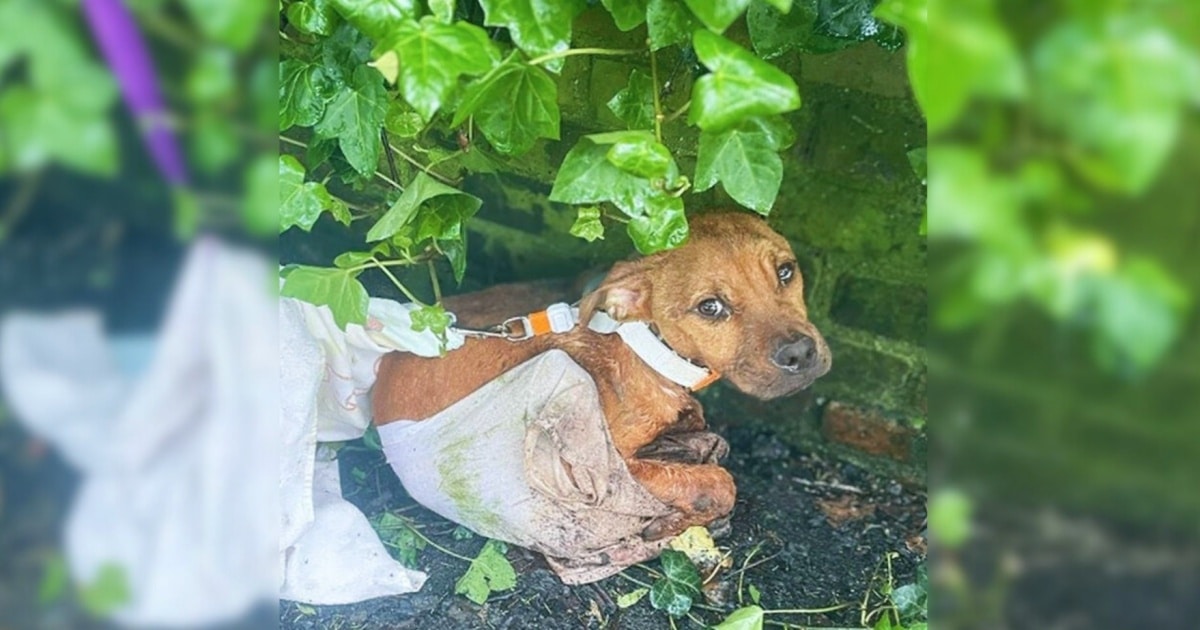 Skinny, Wounded Puppy Wrapped In A T-Shirt And Tied To A Fence