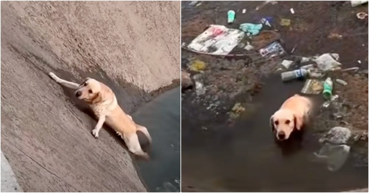 Dog Tries To Save Himself From Canal But Keeps Slipping Back In