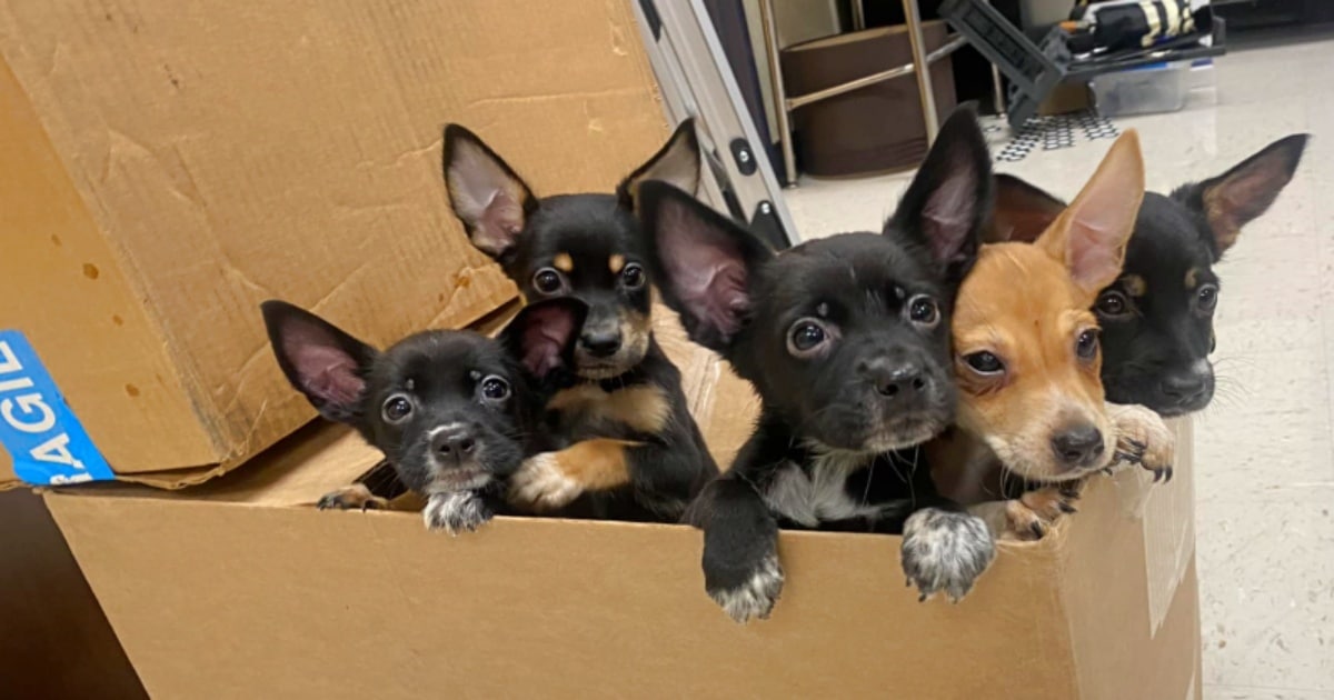 Ditched Puppies Tumble Out Of Box To Get ‘Extra Help’ From Teacher