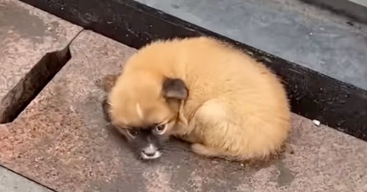 Man Stops For Puppy Dumped In Front Of Restaurant When No One Else Would