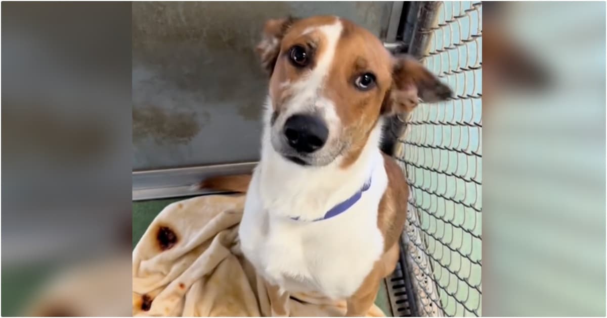 Longtime Shelter Dog Waits Like A ‘Good Boy’ For New Family