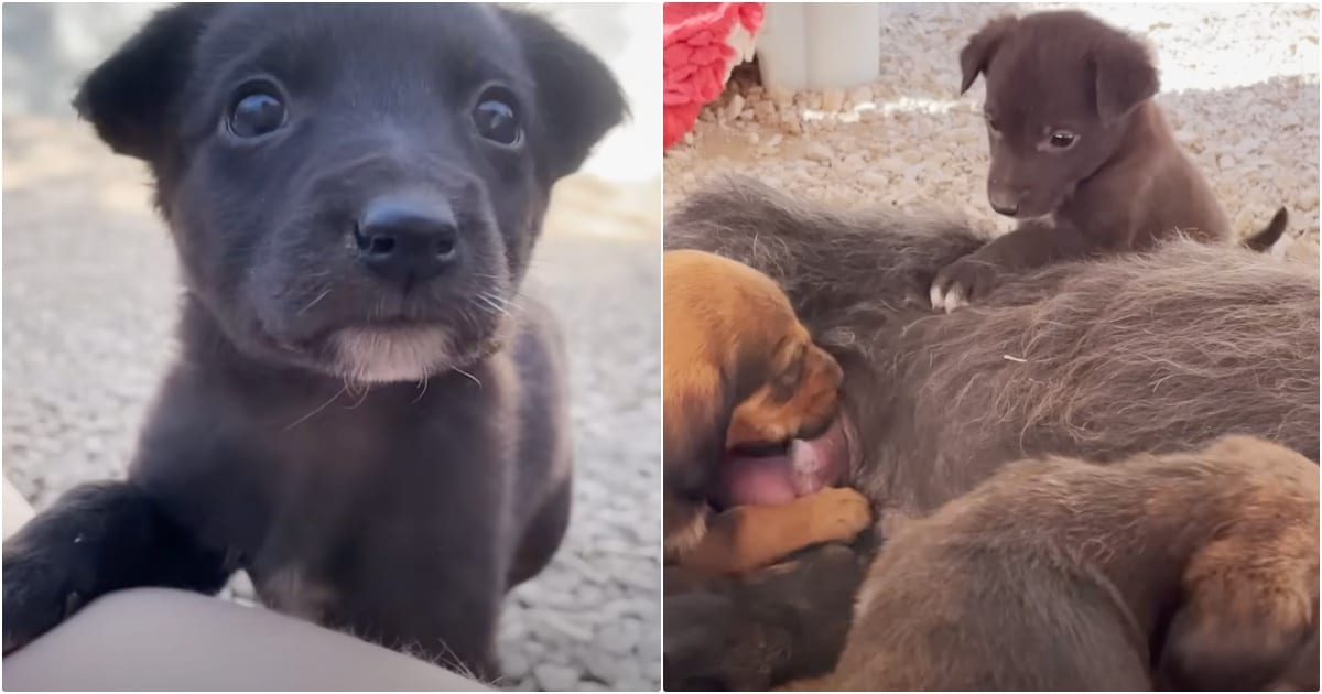 Orphaned Pup Asks A Mother Dog If She Can Be Her Baby Too