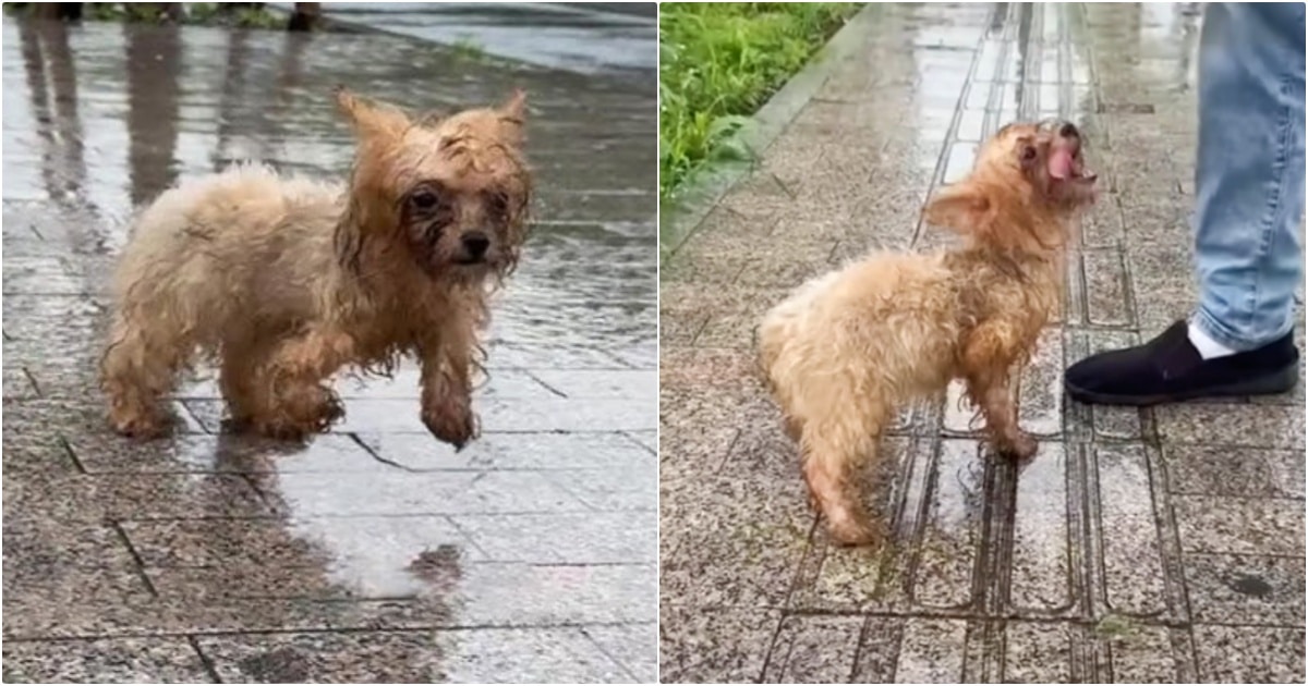 Drenched Dog Hobbles After Guy When No One Cared To Stop