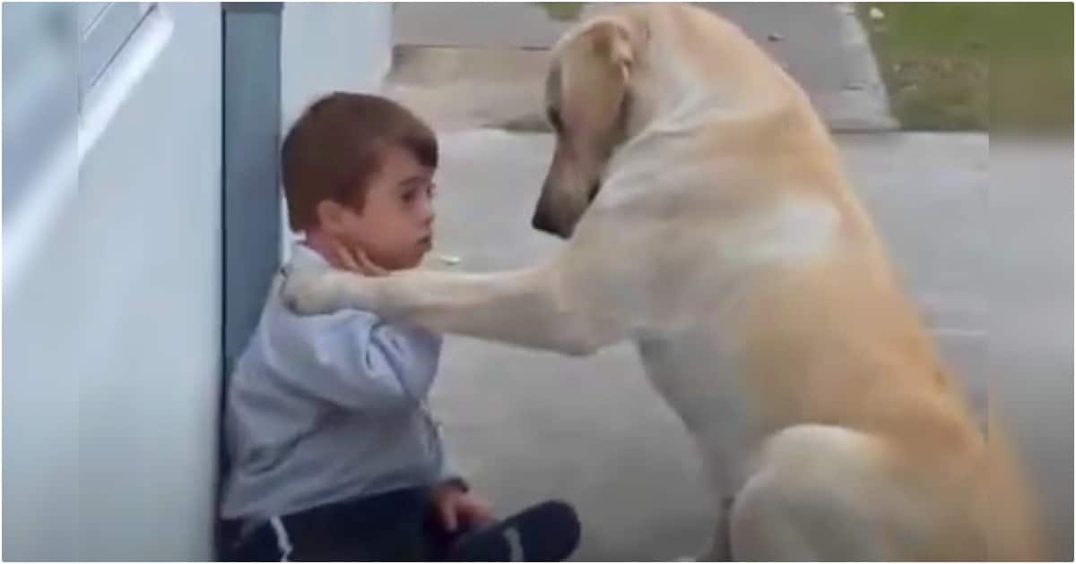 Dog Wants To Be Friends With Boy And Won’t Take ‘No’ For An Answer