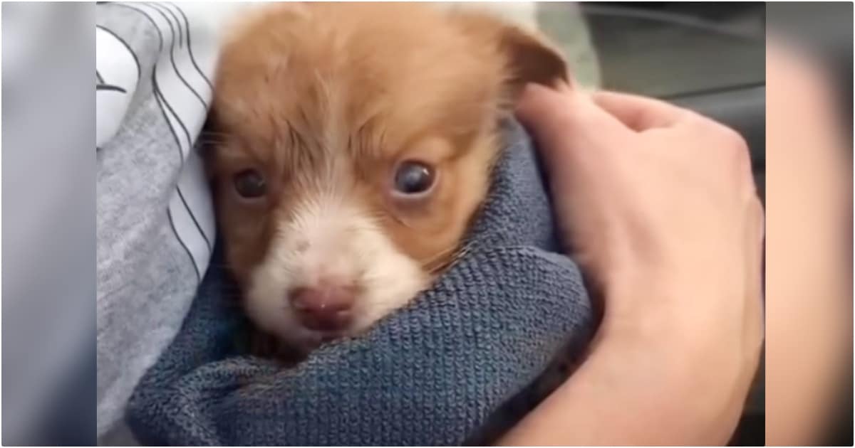 When A Kind Person Held This Struggling Puppy, He Melted In Her Arms