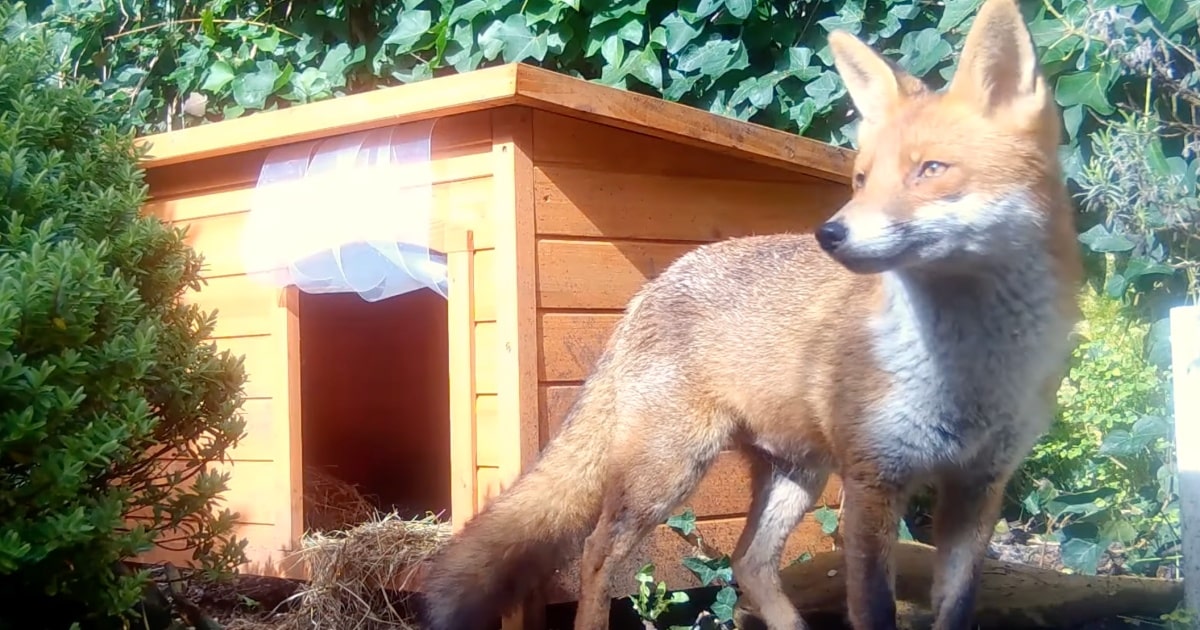 Fox Moves Into Woman’s Doghouse To Safeguard Something She Placed Inside