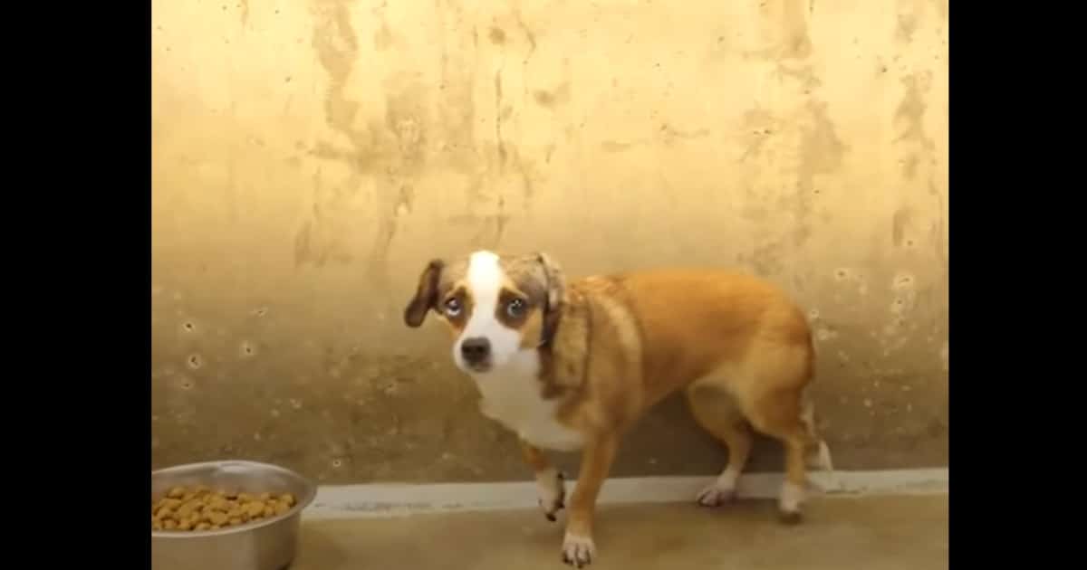 ‘Terrified’ Dog Finally Wags Her Tail After Meeting Her Rescuer