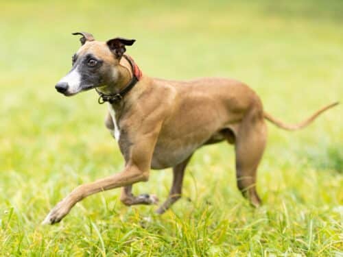Picture of 10 Dog Breeds Similar to Whippets - iHeartDogs.com