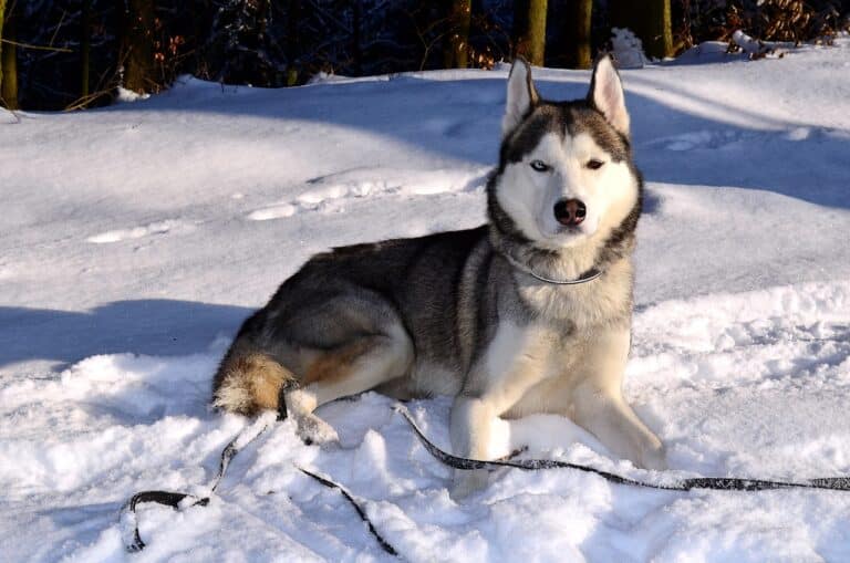 12 Best Dog Breeds For Cold Climates