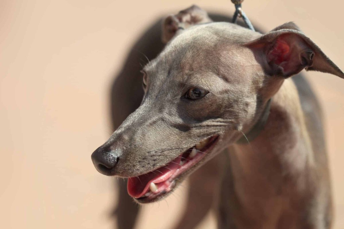 Italian Greyhound standing gracefully, showing lively and eccentric personality.