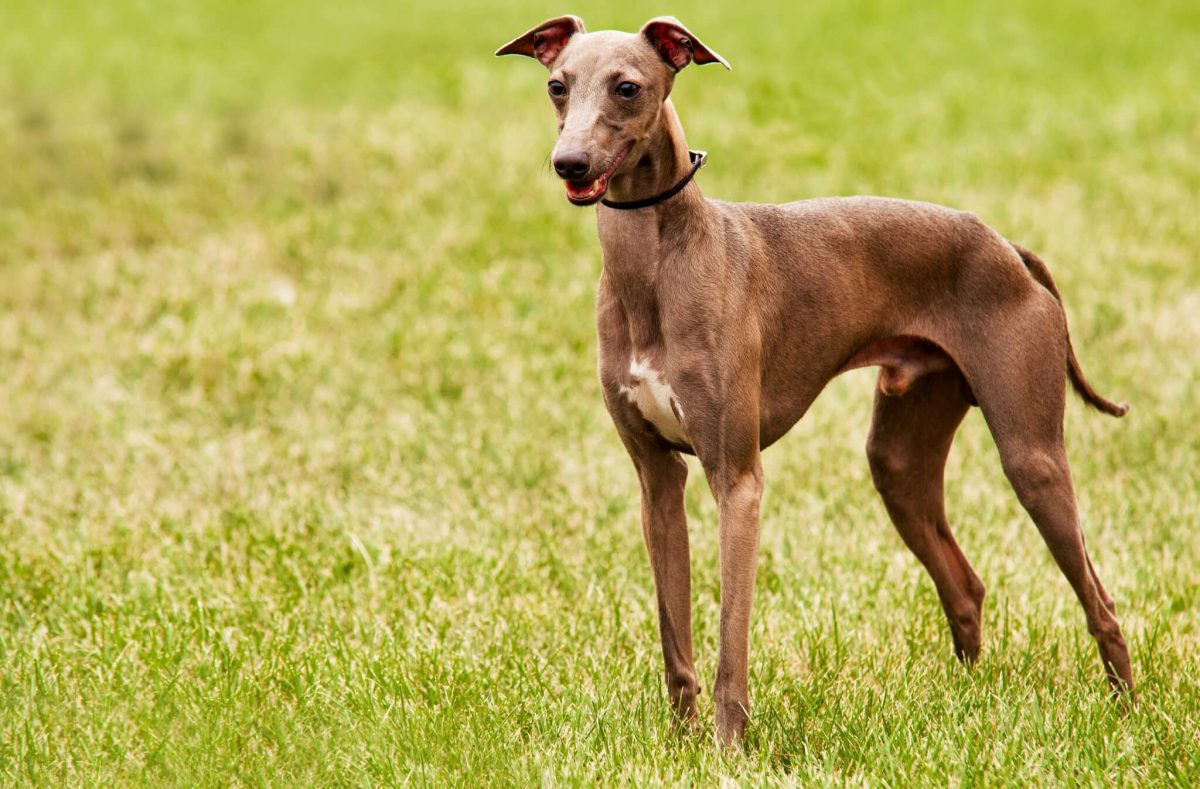Italian Greyhound displaying delicate grace and slender, elegant frame.